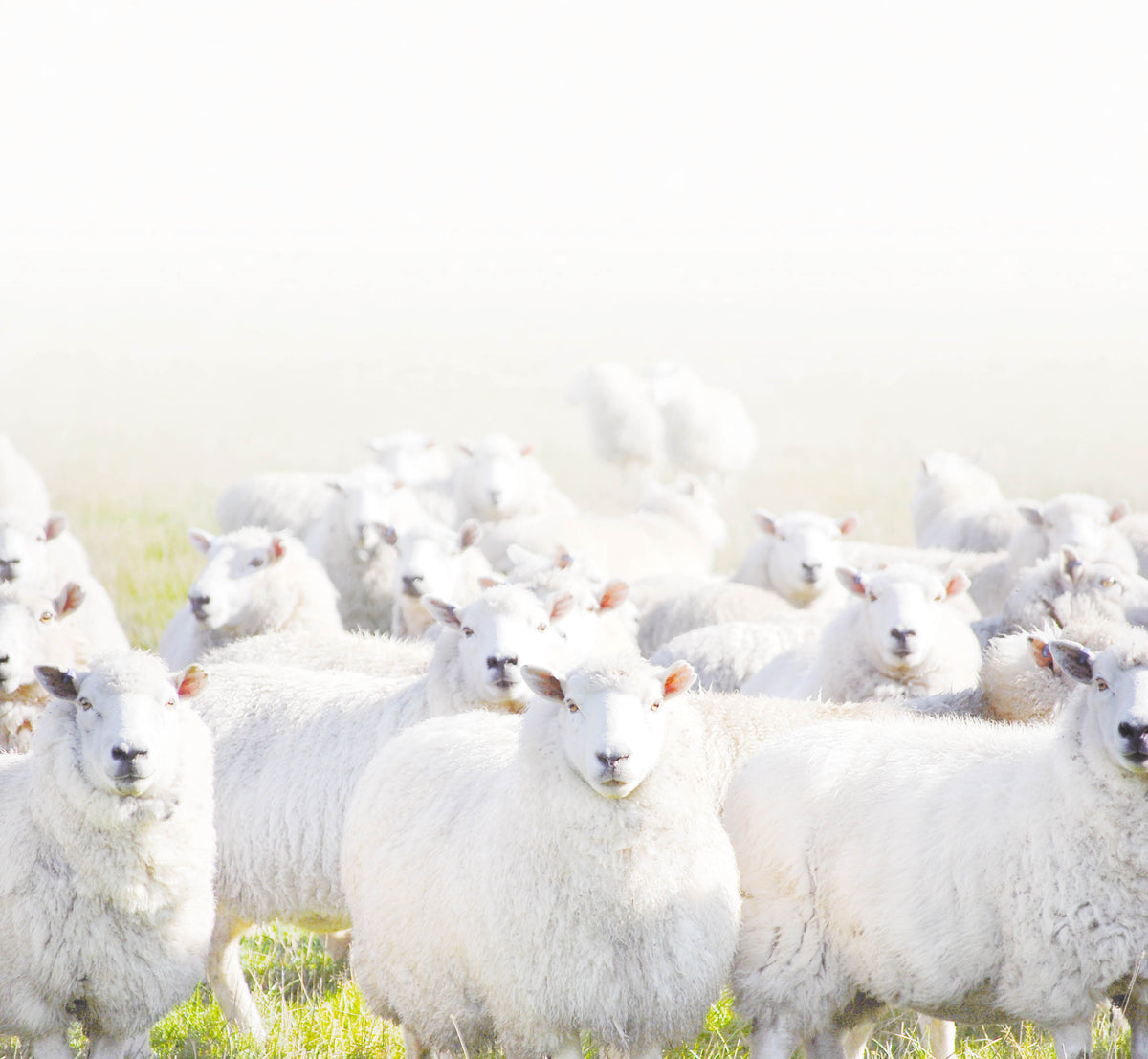 A flock of white sheep standing in a bright, sunlit grassy field.